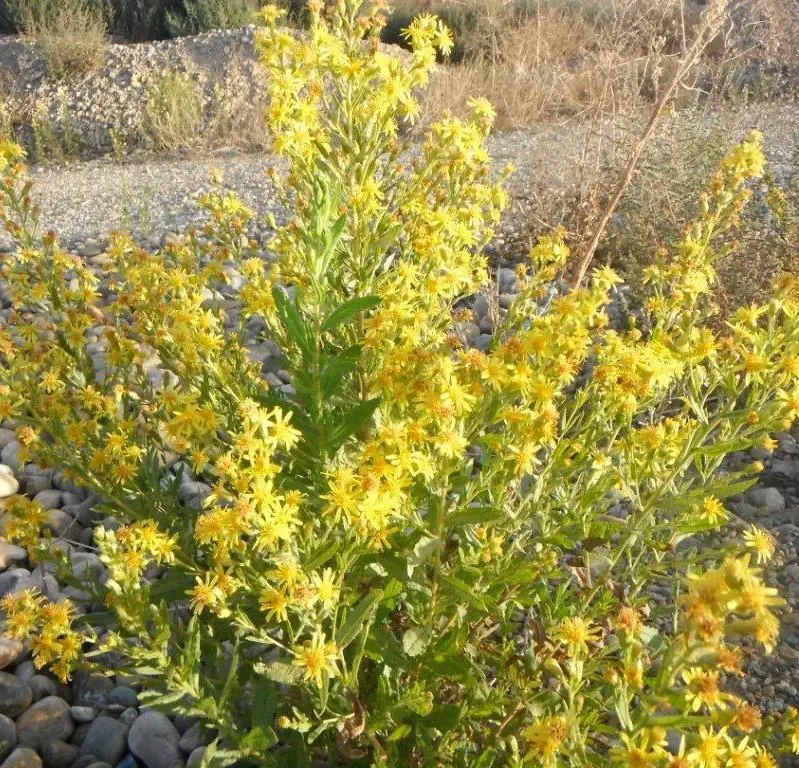 Flores amarillas (1 de 2)
