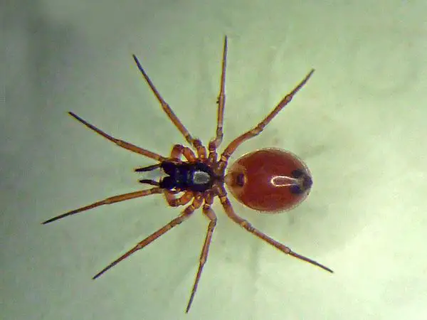 Ostearius melanopygius <small>(2 de 3)</small>