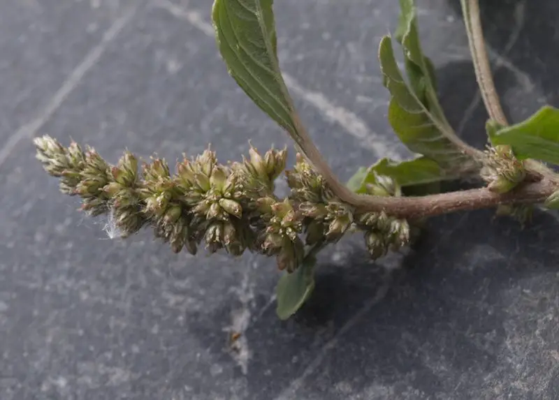 Amaranthus deflexus <small>(1 de 2)</small>