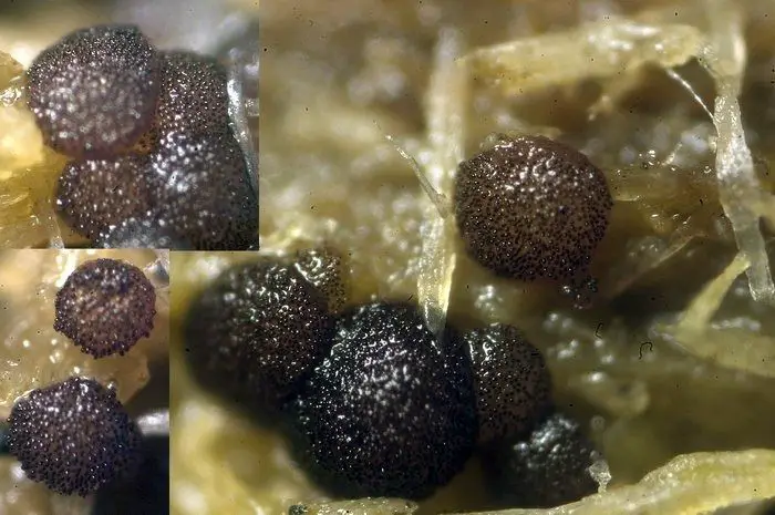 Saccobolus depauperatus (Berk. & Broome) E. C. Hansen <small>(1 de 2)</small>