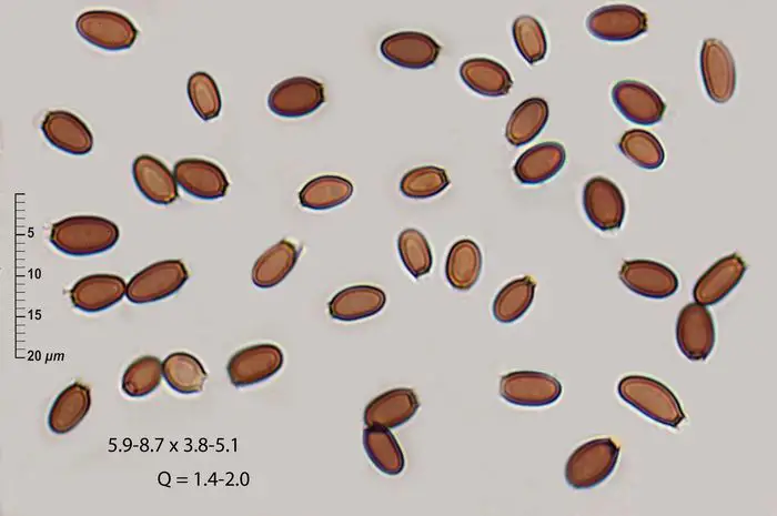 Melanogaster variegatus (Vittad.) Tul. & C. Tul. <small>(1 de 2)</small>