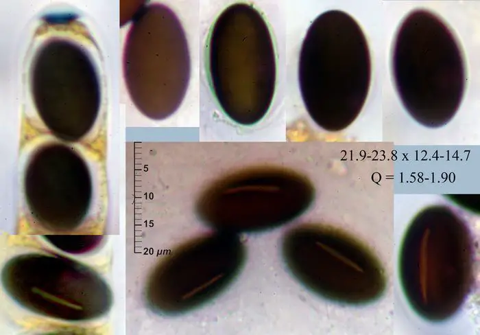 Poronia erici Lohmeyer & Benkert <small>(2 de 3)</small>