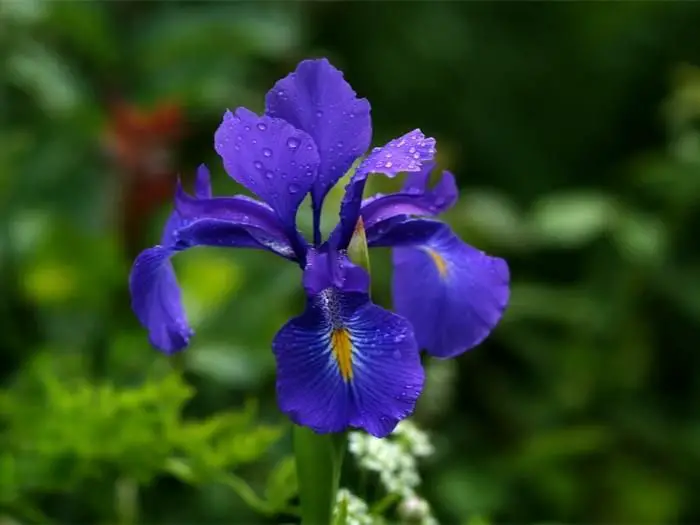 Lirio azul. Iris latifolia (Mill.) Voss
