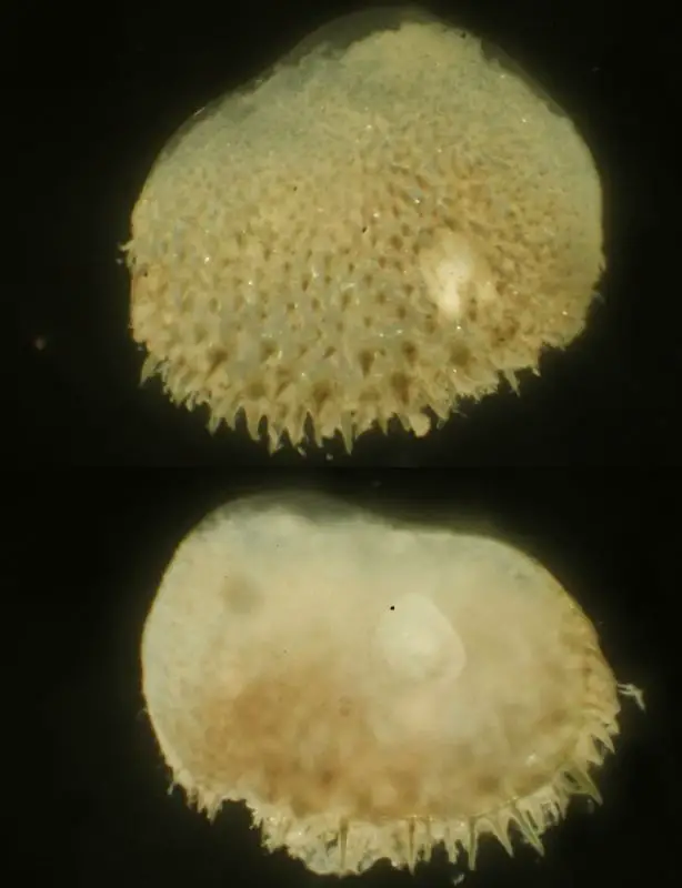 Acanthicolepis asperrima <small>(3 de 3)</small>