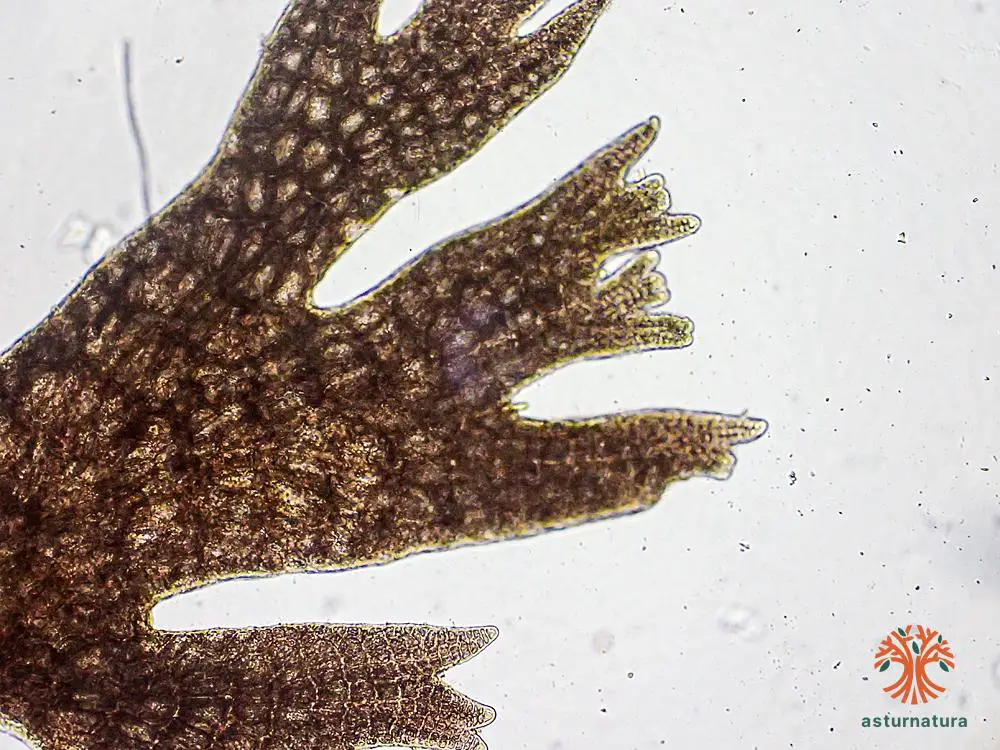 Pterosiphonia complanata <small>(3 de 3)</small>