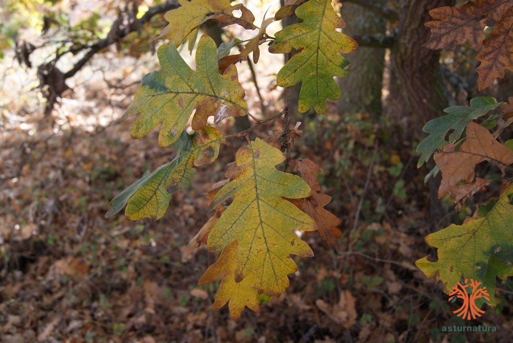 Quercus pyrenaica (1 de 3)