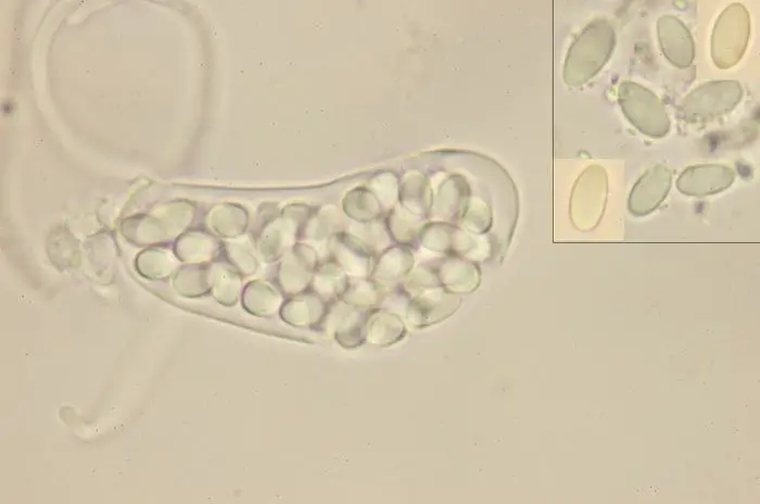 Thelebolus crustaceus (Fuckel) Kimbr. <small>(1 de 3)</small>