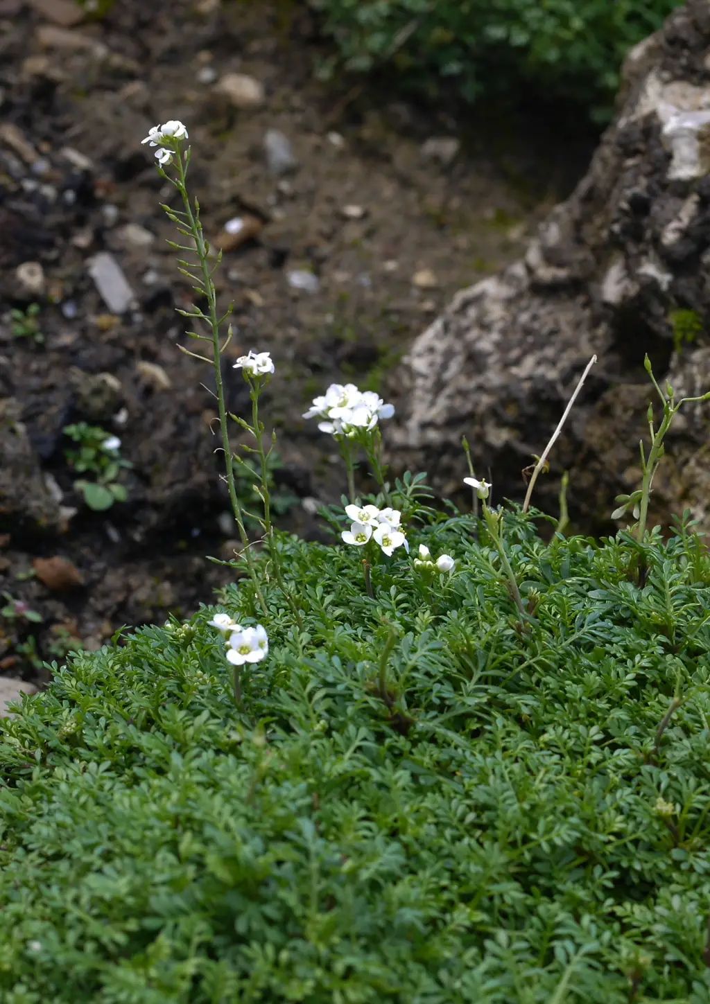Pritzelago alpina <small>(1 de 2)</small>