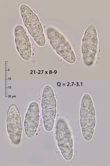 Epibryon muscicola (Racov.) Döbbeler <small>(1 de 2)</small>