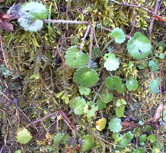 Saxifraga hirsuta subsp. hirsuta