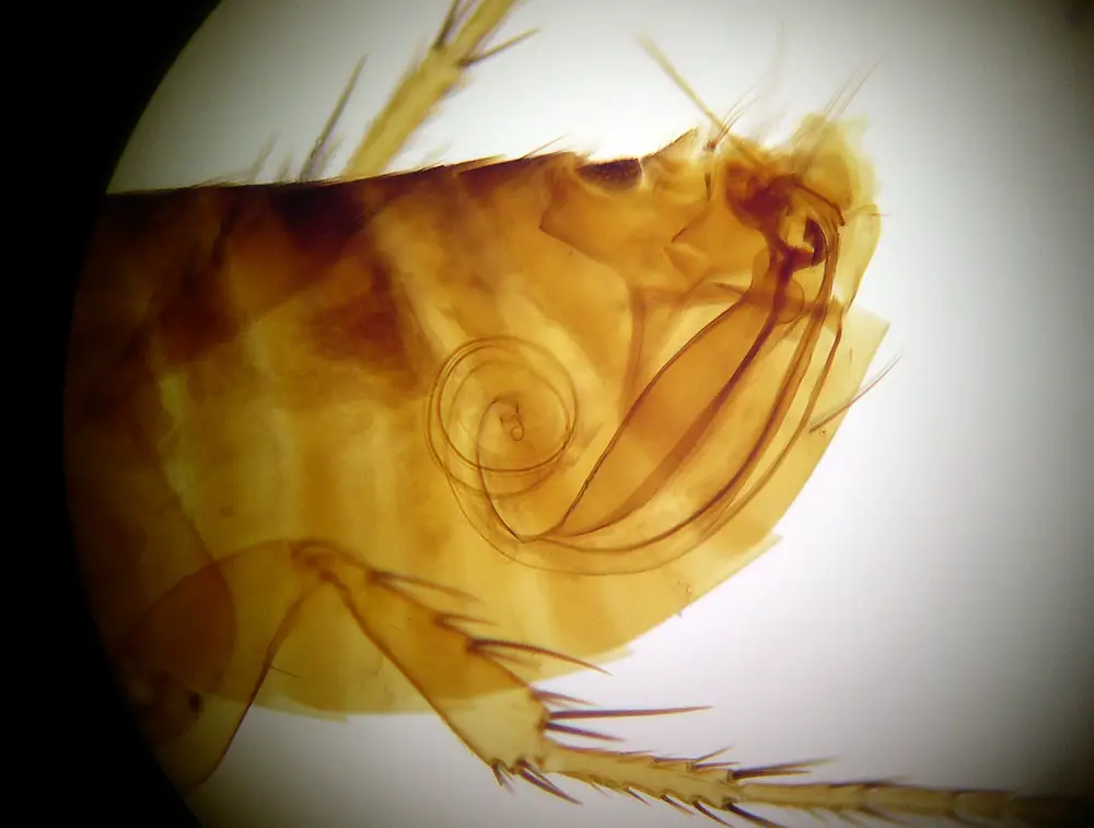 Nosopsyllus fasciatus <small>(1 de 2)</small>