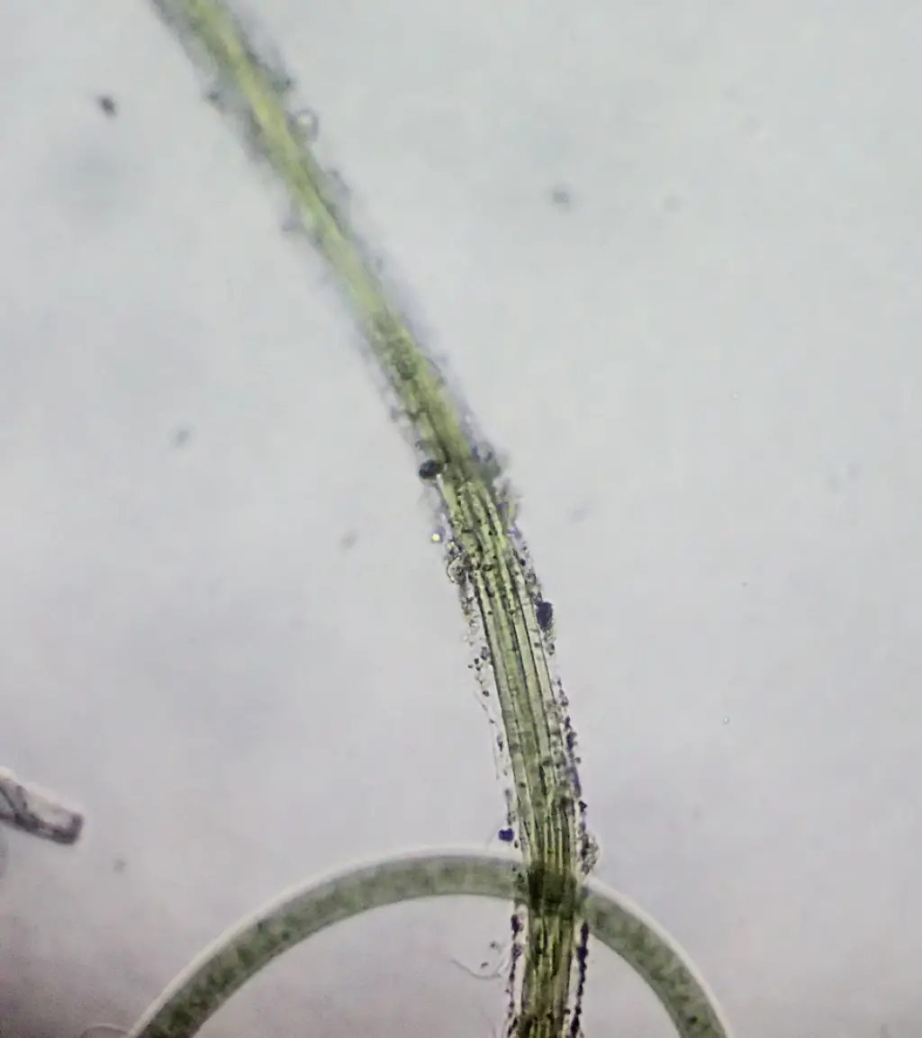 Coleofasciculus chthonoplastes <small>(1 de 3)</small>
