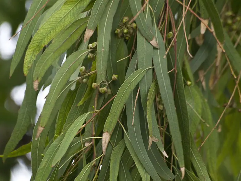 Eucalipto colorado. Eucalyptus camaldulensis
