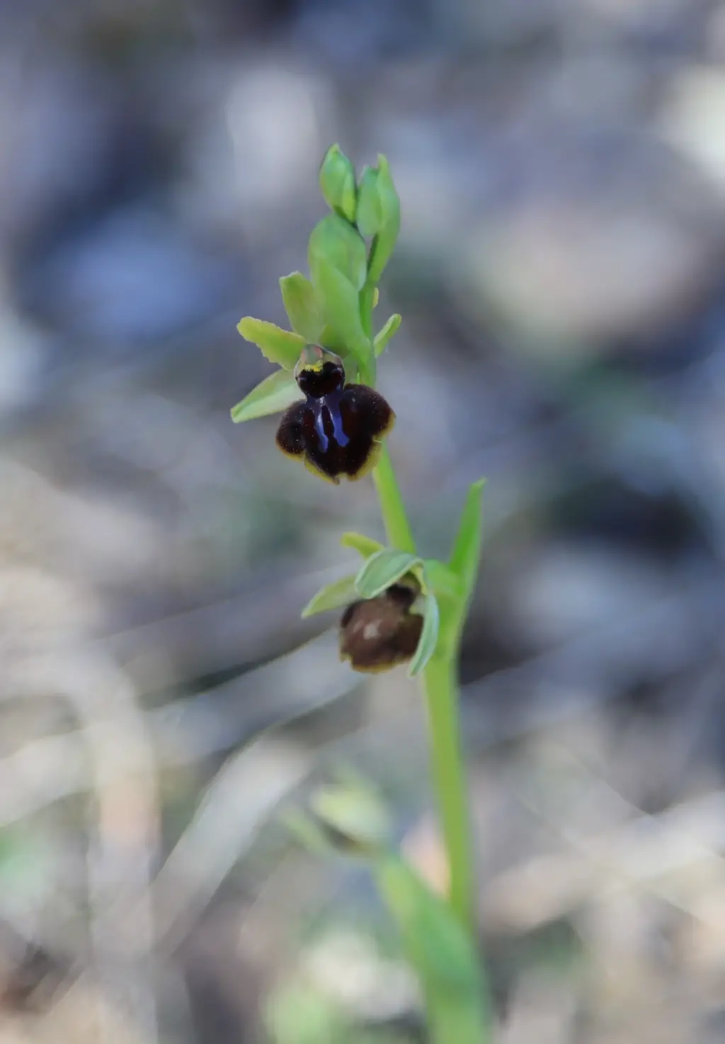 Ophrys... Salas 4 (1 de 2)