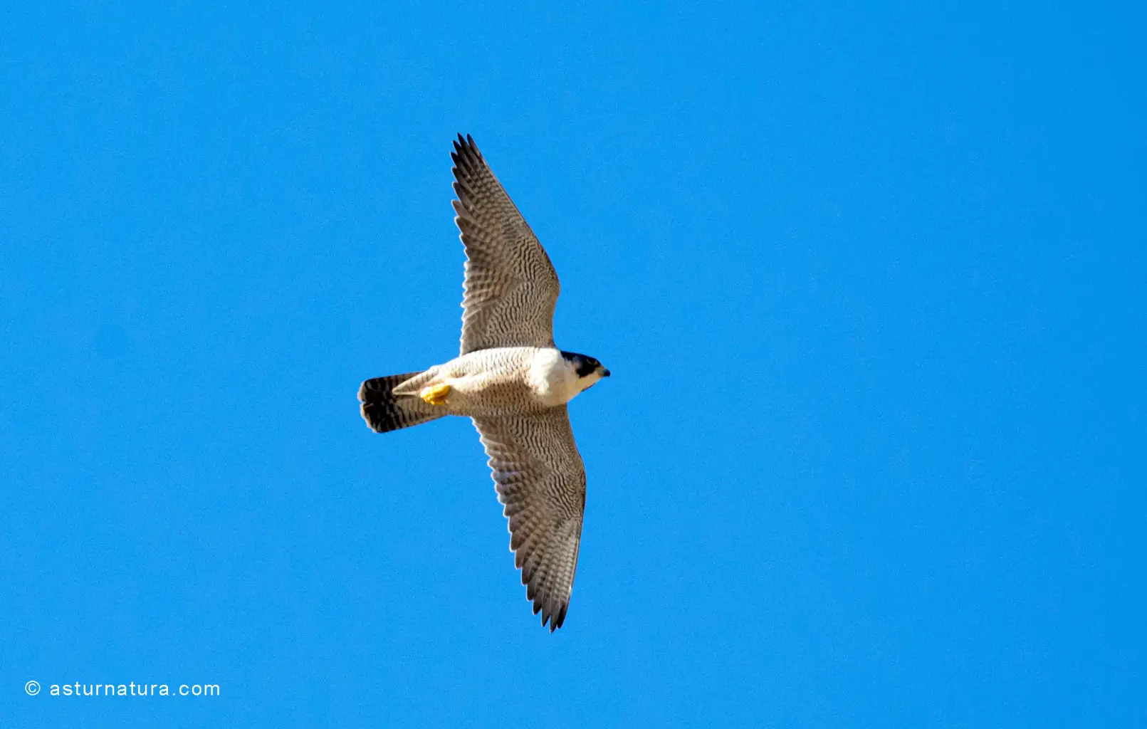 Falco peregrinus (2 de 5)