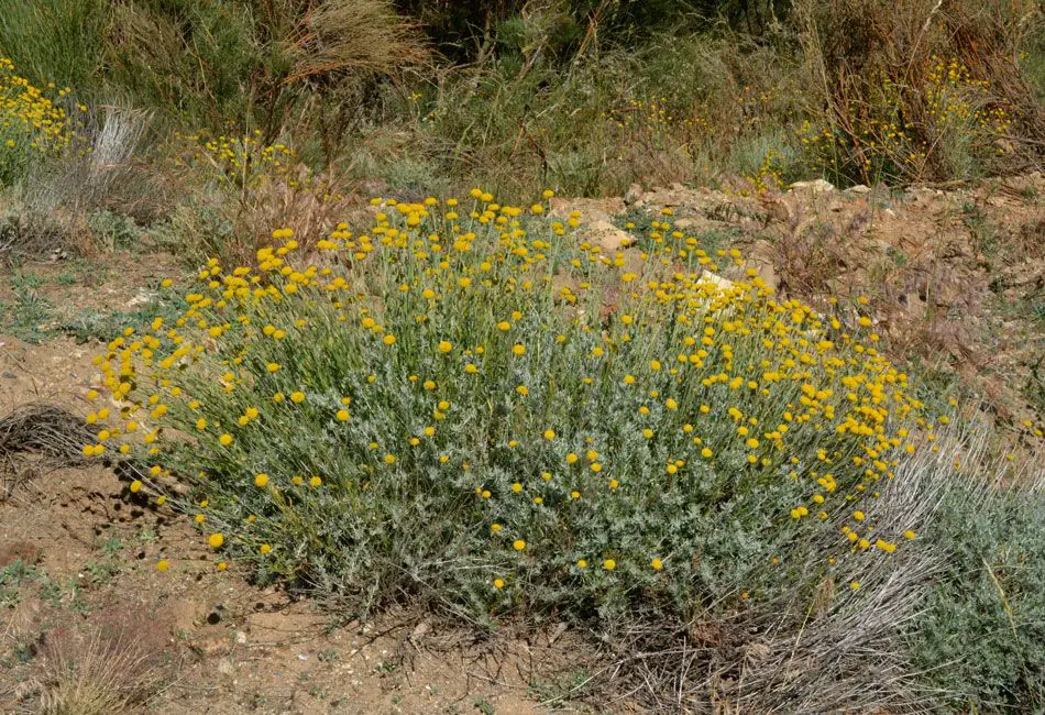 S. oblongifolia