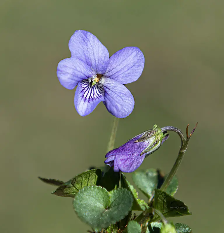 Viola riviniana (1 de 3)