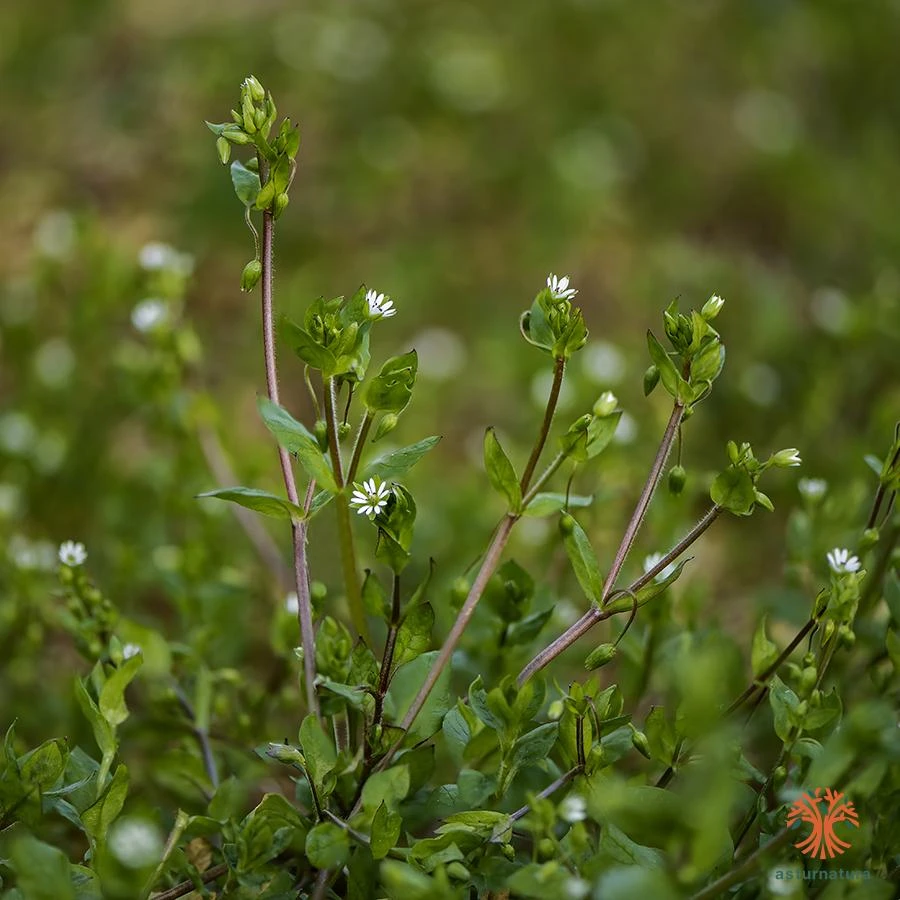Stellarietea mediae