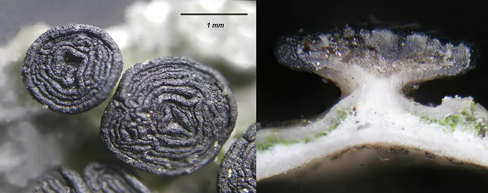 Umbilicaria cylindrica <small>(3 de 3)</small>
