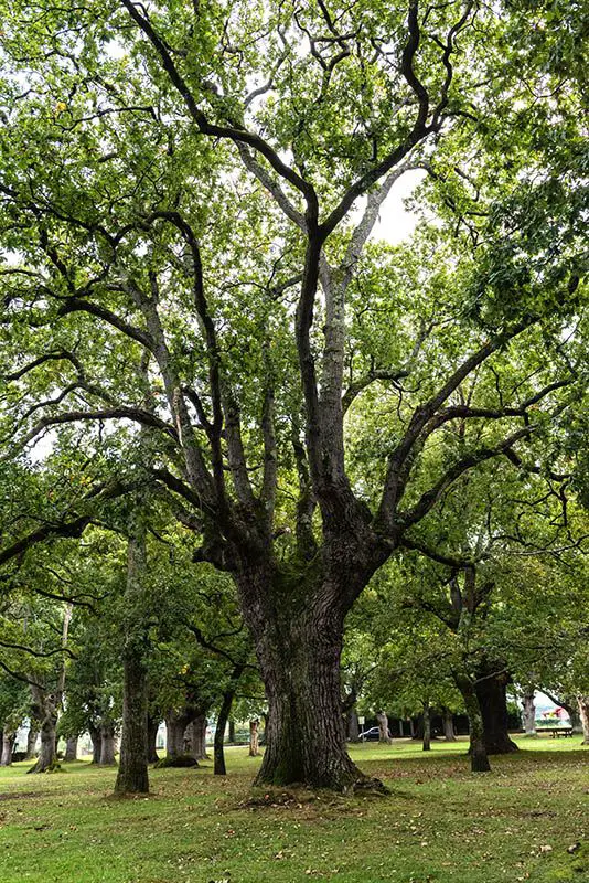 Quercus robur <small>(1 de 3)</small>