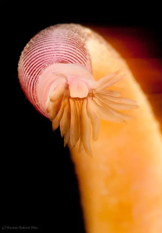 Tentáculos y boca de un sipuncúlido