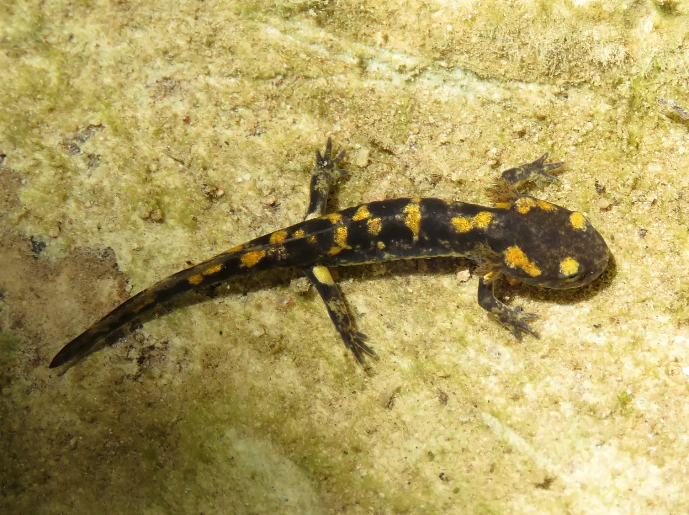 Salamandra longirostris <small>(1 de 2)</small>