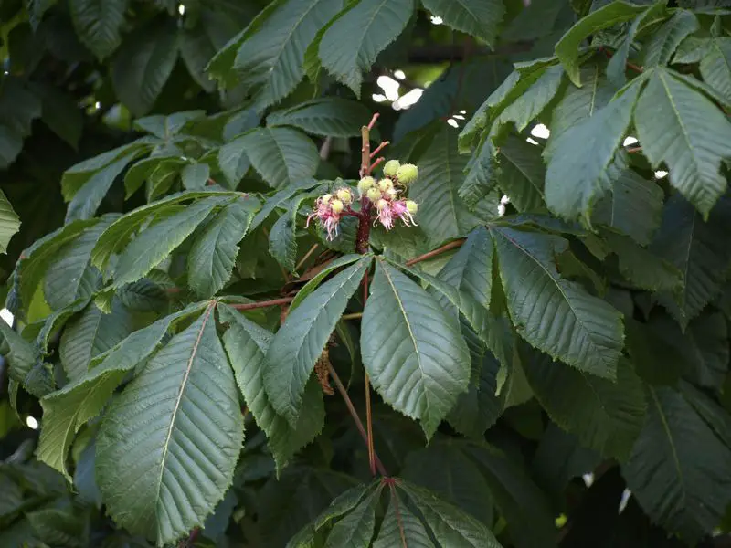 hippocastanaceae