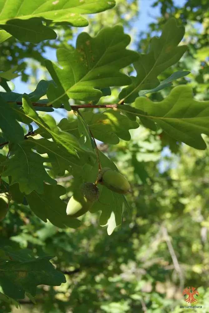 Quercus robur (1 de 3)