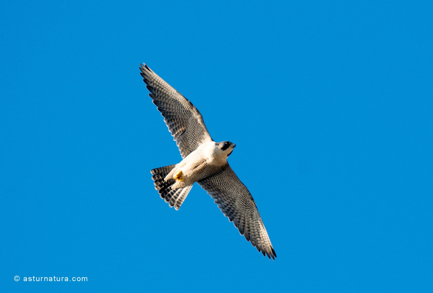 Falco peregrinus (3 de 5)