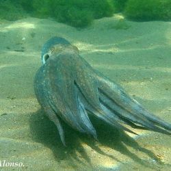 Fotografía Octopus vulgaris (1 de 3)