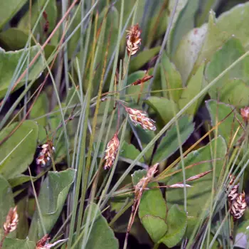 Carex limosa (3 de 3)