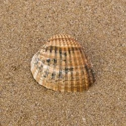 Acanthocardia tuberculata