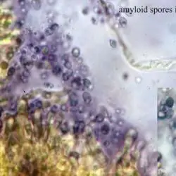 Fotografía Artomyces pyxidatus (Pers.) Jülich (3 de 3)