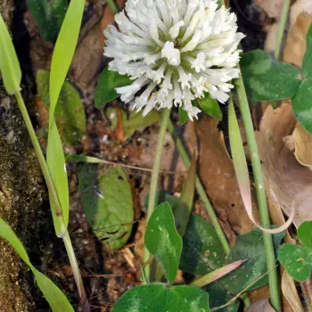 Trifolium pratense subsp. baeticum