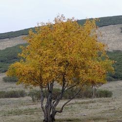 Fotografía Sorbus intermedia (1 de 3)