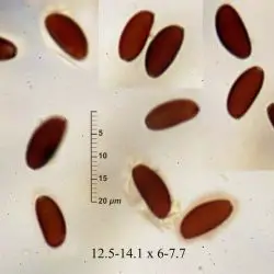 Psathyrella opaca (Romagn.) M.M. Moser ex Kits van Wav. (2 de 3) 