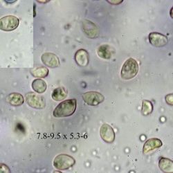 Tubaria furfuracea (Pers.) Gillet (2 de 3) 