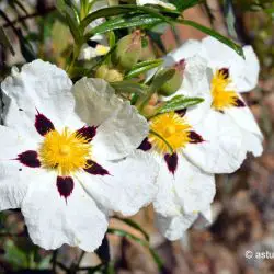 Cistus ladanifer subsp. ladanifer