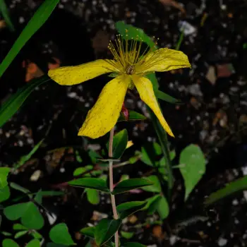 Hypericum richeri subsp. burseri (1 de 4)