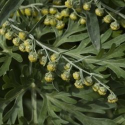 Fotografía Artemisia absinthium (2 de 2)
