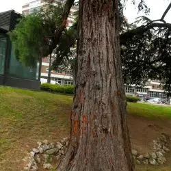 Sequoia (1 de 2)
