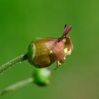Scrophularia alpestris (1 de 4)