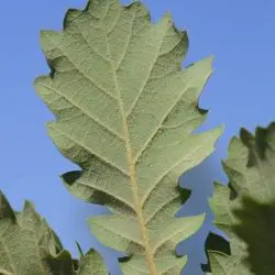 Quercus pubescens (2 de 3)