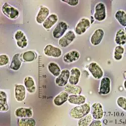 Hygrocybe mucronella (Fr.) P. Karst. (2 de 3) 