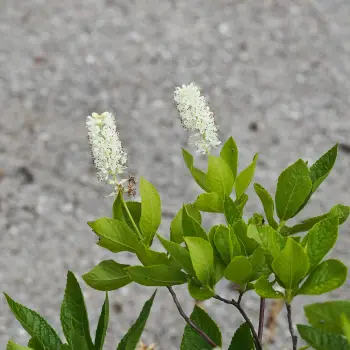 Clethra alnifolia (4 de 5)