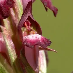 Fotografía Orchis coriophora (1 de 3)