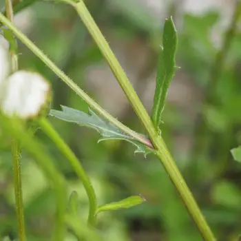 Leucanthemum vulgare (2 de 4)