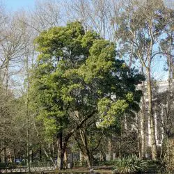 Acacia melanoxylon (2 de 3)
