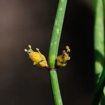 Ephedra viridis (3 de 3)