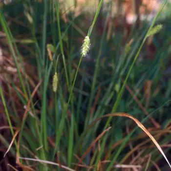 Carex laevigata (1 de 6)